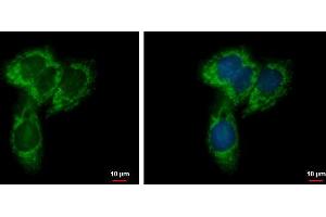 ICC/IF Image NYREN18 antibody [N1N3] detects NYREN18 protein at mitochondria by immunofluorescent analysis. (UQCRC1 anticorps)
