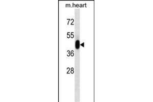 PK3 Antibody (ABIN1539804 and ABIN2843791) western blot analysis in mouse heart tissue lysates (35 μg/lane). (ERK1 anticorps)