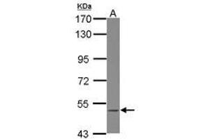 Image no. 1 for anti-B Lymphoid Tyrosine Kinase (BLK) (Internal Region) antibody (ABIN1495993) (BLK anticorps  (Internal Region))