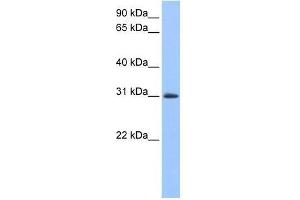 LOC729745 antibody used at 0. (LOC729745 anticorps  (N-Term))