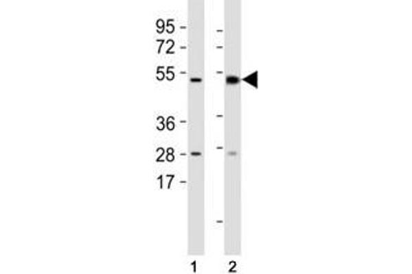 MLKL anticorps  (AA 444-472)