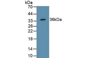 Detection of Recombinant EGF, Porcine using Polyclonal Antibody to Epidermal Growth Factor (EGF) (EGF anticorps  (AA 970-1023))
