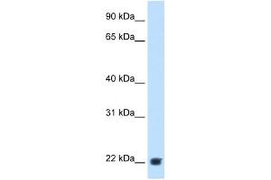 KLK-B1 antibody used at 2. (KLK-B1 anticorps)