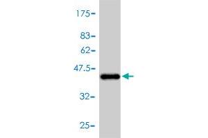 Western Blot detection against Immunogen (42. (NPPA anticorps  (AA 1-153))