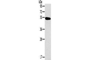 Western Blotting (WB) image for anti-Histamine Receptor H1 (HRH1) antibody (ABIN2434779) (HRH1 anticorps)
