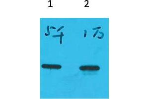 Western Blotting (WB) image for anti-ECFP antibody (ABIN3181526) (ECFP anticorps)