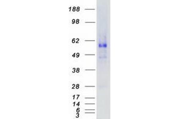 AMHR2 Protein (Myc-DYKDDDDK Tag)