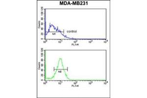 Flow cytometry analysis of MDA-MB231 cells using Peroxin 14 / PEX14 Antibody (C-term) Cat. (PEX14 anticorps  (C-Term))