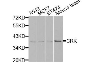 Western blot analysis of extracts of various cell lines, using CRK antibody (ABIN5975327) at 1/1000 dilution. (Crk anticorps)