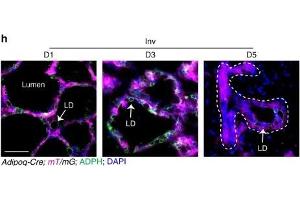 Immunostaining (ISt) image for anti-Perilipin 2 (PLIN2) (AA 1-29), (N-Term) antibody (ABIN285650)