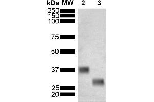 Western Blot analysis of Schistosoma japonicum Purified GST showing detection of 26 kDa GST protein using Mouse Anti-GST Monoclonal Antibody, Clone 3E2 (ABIN5650751). (GST anticorps  (Biotin))