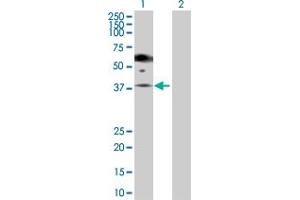 Lane 1: PGA5 transfected lysate ( 42. (PGA5 293T Cell Transient Overexpression Lysate(Denatured))