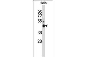 Western blot analysis in Hela cell line lysates (35ug/lane). (NONO anticorps  (N-Term))