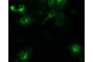 Immunofluorescence (IF) image for anti-Beclin 1, Autophagy Related (BECN1) antibody (ABIN1496870) (Beclin 1 anticorps)