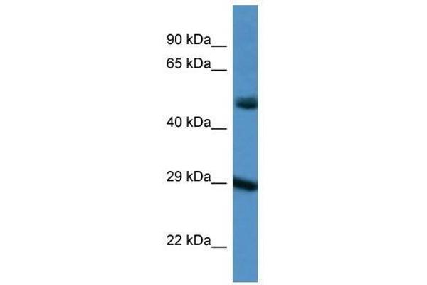 Gap Junction Protein, delta 3, 31.9kDa (GJD3) (C-Term) anticorps