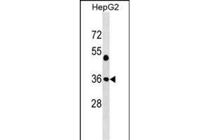 JUN Antibody (Center T93) (ABIN1538632 and ABIN2850319) western blot analysis in HepG2 cell line lysates (35 μg/lane). (C-JUN anticorps  (AA 72-98))
