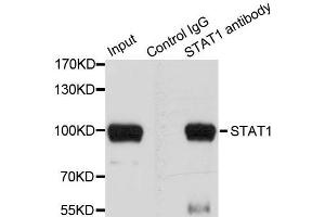Immunoprecipitation analysis of 100 μg extracts of HeLa cells using 3 μg STAT1 antibody (ABIN5998974). (STAT1 anticorps)