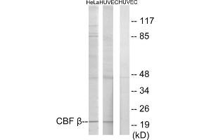 Western blot analysis of extracts from HeLa cells and HUVEC cells, using CBF beta antibody. (CBFB anticorps  (N-Term))