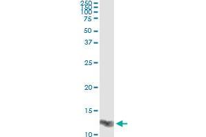 Immunoprecipitation (IP) image for anti-Lectin, Galactoside-Binding, Soluble, 1 (LGALS1) (AA 1-135) antibody (ABIN561662)