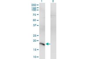 Western Blotting (WB) image for anti-POU Class 5 Homeobox 1 (POU5F1) (AA 81-164) antibody (ABIN519056)