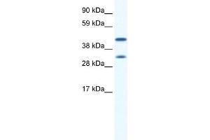 GJA1 antibody used at 0. (Connexin 43/GJA1 anticorps  (N-Term))