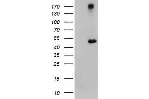 Image no. 1 for anti-Carboxypeptidase A1 (Pancreatic) (CPA1) antibody (ABIN1497593) (CPA1 anticorps)