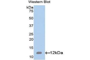 Western Blotting (WB) image for anti-Interleukin 8 (IL8) (AA 28-99) antibody (ABIN3201284) (IL-8 anticorps  (AA 28-99))
