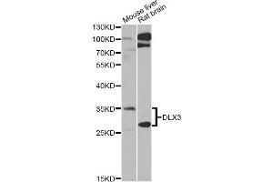 Western blot analysis of extracts of various cell lines, using DLX3 Antibody (ABIN5975440) at 1/1000 dilution. (DLX3 anticorps)