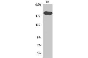 Western Blotting (WB) image for anti-Tuberous Sclerosis 2 (TSC2) (Tyr228) antibody (ABIN3180374) (Tuberin anticorps  (Tyr228))