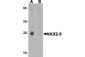 Western blot analysis of NKX2-8 in rat liver tissue lysate with NKX2-8 antibody at 1 µg/mL in (A) the absence and (B) the presence of blocking peptide (NKX2-8 anticorps  (Middle Region))