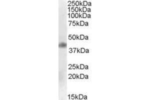 Western Blotting (WB) image for anti-Meis Homeobox 1 (MEIS1) (AA 198-210) antibody (ABIN343138) (MEIS1 anticorps  (AA 198-210))