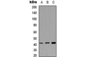 Western blot analysis of MAS1L expression in HEK293T (A), NIH3T3 (B), PC12 (C) whole cell lysates. (MAS1L anticorps  (Center))