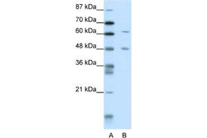 Western Blotting (WB) image for anti-NGFI-A Binding Protein 2 (EGR1 Binding Protein 2) (NAB2) antibody (ABIN2461773) (NAB2 anticorps)