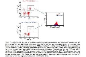 FACS Analysis of Glycophorin A and phospho-AMPK alpha 1/2 (Thr172/183) in Red Blood Cells in WT and AMPK alpha 1 knockout mice using Rabbit Anti-GPA Polyclonal Antibody . (CD235a/GYPA anticorps  (AA 74-150))