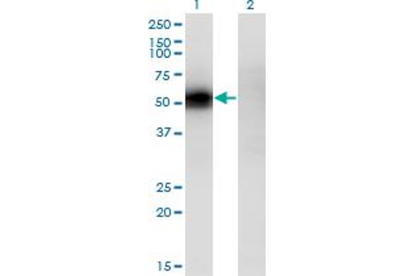 KLF12 anticorps  (AA 1-90)