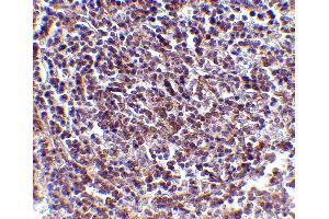 Immunohistochemistry (IHC) image for anti-Apoptosis, Caspase Activation Inhibitor (AVEN) (N-Term) antibody (ABIN1031252) (AVEN anticorps  (N-Term))