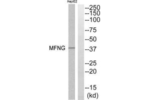 Western blot analysis of extracts from HepG2 cells, using MFNG antibody. (Manic Fringe anticorps  (Internal Region))