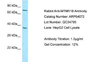 Western Blotting (WB) image for anti-Melatonin Receptor 1B (MTNR1B) (N-Term) antibody (ABIN971206) (Melatonin Receptor 1B anticorps  (N-Term))