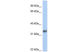Western Blotting (WB) image for anti-Purine-Rich Element Binding Protein G (PURG) antibody (ABIN2459404) (PURG anticorps)