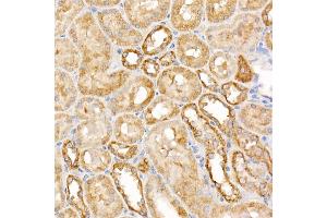 Immunohistochemistry of paraffin-embedded rat spleen using  Rabbit pAb (ABIN3021090, ABIN3021091, ABIN3021092 and ABIN6213948) at dilution of 1:50 (40x lens). (ATG7 anticorps  (AA 500-676))