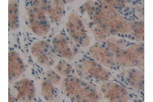 DAB staining on IHC-P; Samples: Human Stomach Tissue (Thrombopoietin anticorps  (AA 25-298))