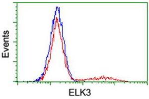 Image no. 2 for anti-ELK3, ETS-Domain Protein (SRF Accessory Protein 2) (ELK3) antibody (ABIN1498006) (ELK3 anticorps)