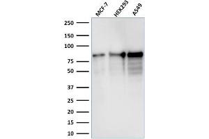 Western Blot Analysis of MCF-7, HEK-293, A549 lysate using MCM7 Mouse Monoclonal Antibody (MCM7/1467). (MCM7 anticorps  (AA 195-319))