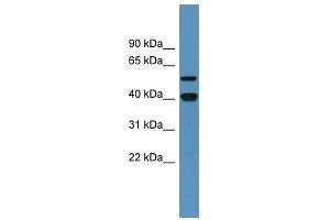 Western Blot showing DDB2 antibody used at a concentration of 1-2 ug/ml to detect its target protein. (DDB2 anticorps  (C-Term))