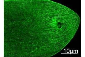 Immunofluorescence Staining of nematode tissue with MYH Mouse mAb (11C2) diluted at 1:100 (Provide by Tsinghua University) . (Myosin Heavy Chain anticorps)