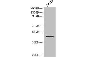Western Blot Positive WB detected in: Mouse brain tissue All lanes: ELK1 antibody at 3 μg/mL Secondary Goat polyclonal to rabbit IgG at 1/50000 dilution Predicted band size: 45, 12 kDa Observed band size: 45 kDa (ELK1 anticorps  (AA 247-403))