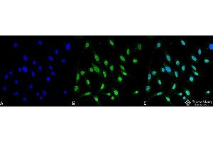 Immunocytochemistry/Immunofluorescence analysis using Mouse Anti-GRP78 Monoclonal Antibody, Clone 3C5-1A4 . (GRP78 anticorps  (APC))