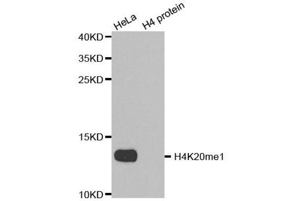 Histone H4 anticorps  (meLys20)