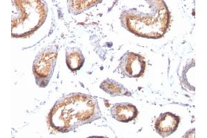 Formalin-fixed, paraffin-embedded human Testis stained with gp100 / Melanosome Monoclonal Antibody (HMB45 + PMEL/783). (Melanoma gp100 anticorps)