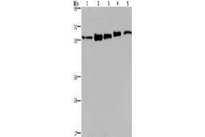 Western Blotting (WB) image for anti-Heterogeneous Nuclear Ribonucleoprotein L (HNRNPL) antibody (ABIN2433134) (HNRNPL anticorps)
